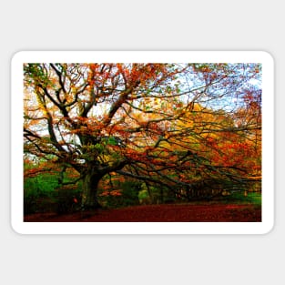 Fantastic right-curved beech tree with long branches and red leaves in Canfaito forest Sticker